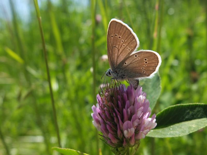Foto artikel Meer natuur in het groen