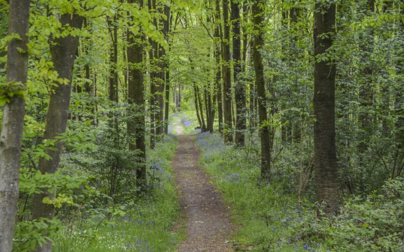 Foto Bos Ecologische Expertise